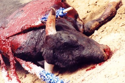 Foto e peticionit:129.000.000 Euro an Spanien fuer die Zucht von Bullen fuer barbarische Stierkaempfe stoppen!!
