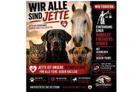 Bild der Petition: § 17 TierSchG – Ausschluss von Geldstrafen bei schweren Fällen der Tierquälerei