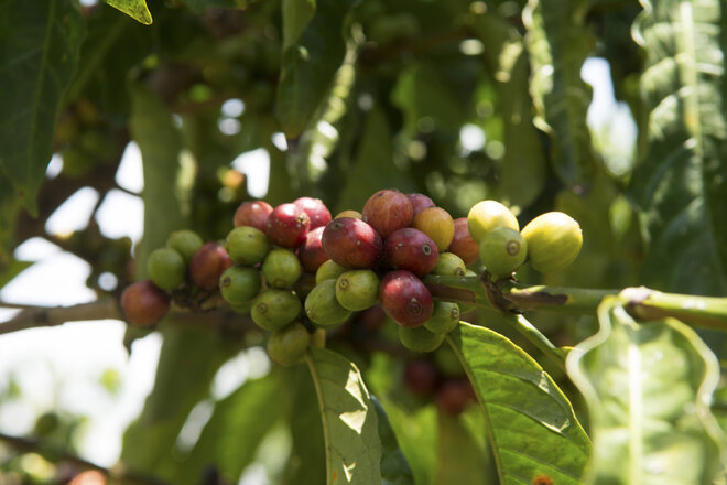 請願書 Commercio Justo Test の画像