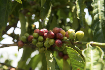 Imagen de la petición Commercio Justo Test