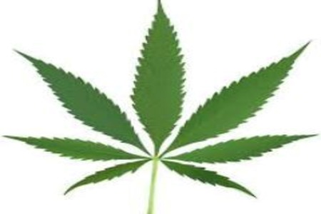 Bild på petitionen:50.000 Stimmen für eine Legalisierung von Cannabis !