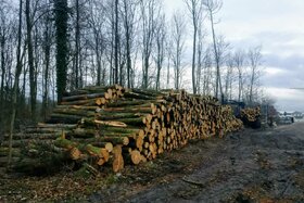 Foto da petição:550 Bäume gefällt! Wir fordern die Wiederaufforstung im Zechenwald Neukirchen-Vluyn