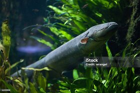 პეტიციის სურათი: Aal und Zander im Edersee besetzen