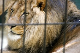Bild der Petition: Ablehnung der Flächenvergabe an Zirkusbetriebe mit Wildtieren in Kaiserslautern