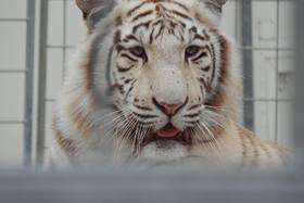 Bild der Petition: Ablehnung der Flächenvergabe an Zirkusbetriebe mit Wildtieren in Passau