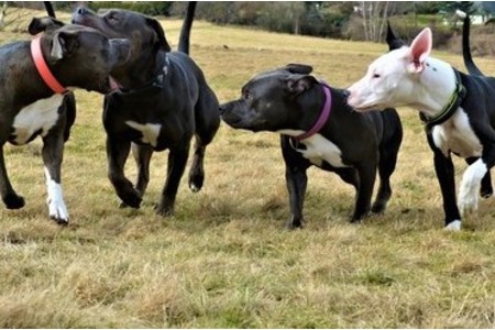 Imagen de la petición:Abschaffung der erhöhten Hundesteuer für Staffordshire & CO