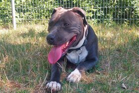 Bild av namninsamlingen: Abschaffung der generellen Maulkorbpflicht für Listenhunde in Wien