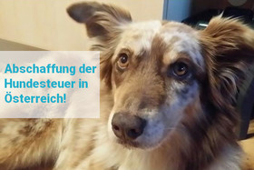 Bild der Petition: Abschaffung der Hundesteuer in Österreich