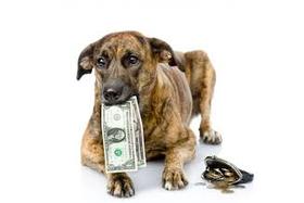 Bild der Petition: Abschaffung der Hundesteuer(luxussteuer)