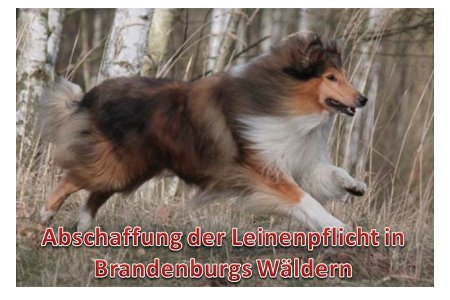 Poza petiției:Abschaffung der Leinenpflicht für Hunde in Brandenburgs Wäldern – Änderung des Waldgesetzes