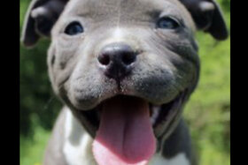 Petīcijas attēls:Abschaffung der Liste für „Kampfhunde“