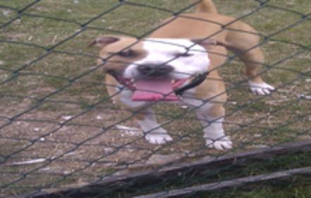 Bild der Petition: Abschaffung der Rasseliste in Brandenburg und Einführung des Hundeführerscheins