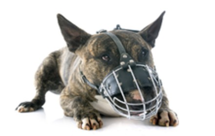 Bild der Petition: Abschaffung der rassespezifischen Hundegesetzgebung in Hamburg
