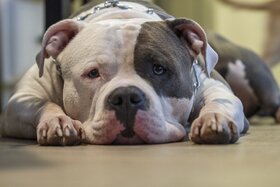 Kép a petícióról:Abschaffung des Hundeverbringungs- & Einfuhrbeschränkungsgesetzes