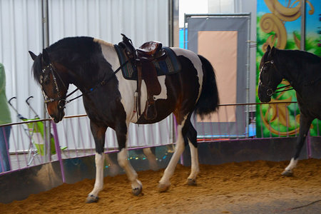 Bild der Petition Abschaffung des 'Ponykarrusells