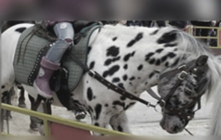 Obrázok petície:Abschaffung des Ponykarussells auf der Neuwieder Pfingstkirmes