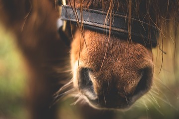 Bild der Petition Abschaffung des Ponyreitens auf dem Hochheimer Markt!