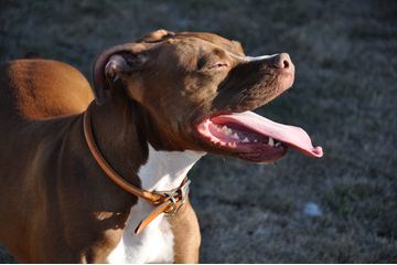 Bild der Petition Abschaffung des Verbots für Listenhunde