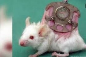 Bild der Petition: Abschaffung von grausamen Tierversuchen in Deutschland