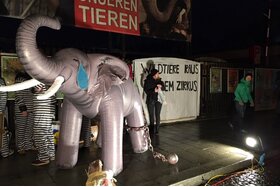 Bild der Petition: Abschaffung Wildtiere im Zirkus !