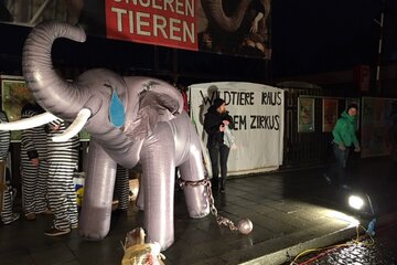 Bild der Petition Abschaffung Wildtiere im Zirkus !