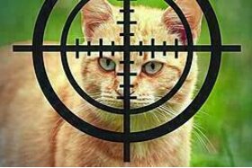 Bild der Petition: Änderung des Jagdrechtes beim Abschuss von Haustieren
