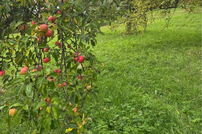 Bild der Petition Aichtal muss seine Streuobstwiesen schützen – statt sie kaputtzusparen