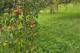 Bild der Petition: Aichtal muss seine Streuobstwiesen schützen – statt sie kaputtzusparen