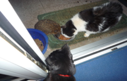 Bild der Petition Aktion Tierheime