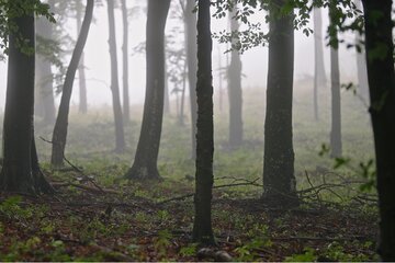 A petíció képe Állásfoglalás az Erdők Világnapjára