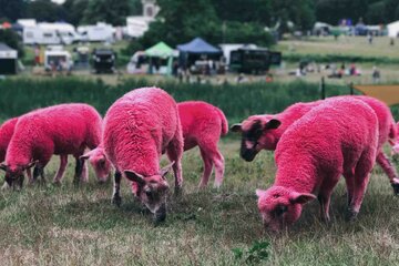 Bild der Petition Alle Schafe in Deutschland sollten rosa gefärbt werden!
