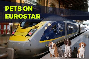 Bild der Petition Allow Pets on EuroStar