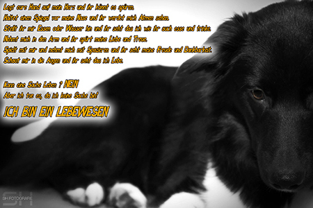 Foto della petizione:Anerkennung der Hunde als Lebewesen weil sie es verdienen als das gesehen zu werden was sie sind