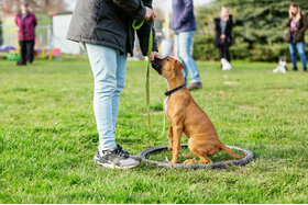 Foto van de petitie:Anerkennung der Hundeschulen als Dienstleister in NRW - wir brauchen dringend unsere Hundeschulen!