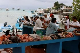 Imagen de la petición:Apoyo a los pescadores del Muelle de Pelican Bay, Galápagos, Ecuador