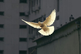 Picture of the petition:Appeal for Peace and Disarmament