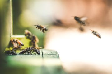 Image de la pétition Appell: Die Bienen brauchen uns und wir brauchen Sie!