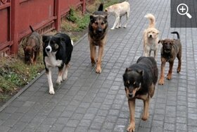 Foto van de petitie:Ask unitary legislation in EU for strays and for rabies prevention