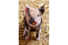 Foto van de petitie:ASP - Verbot der Tötung von gesunden Hausschweinen in Liebhaberhaltung !