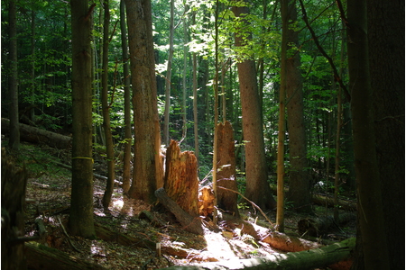 Billede af andragendet:Auch im Wald: Fakten statt Märchen - Wissenschaft statt Wohlleben