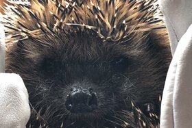 Малюнок петиції:Auffangstationen für Wildtiere in jeder großen Stadt