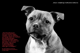 Foto della petizione:Aufhebung der Listenhunde