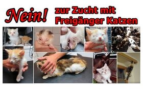Foto della petizione:Aufhebung der Zucht mit Freigängerkatzen