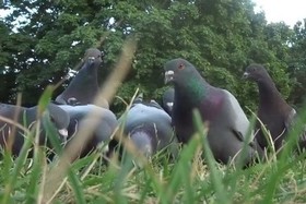 Obrázok petície:Eingeschränkte Aufhebung des Fütterungsverbotes für Tauben in der LH Hannover