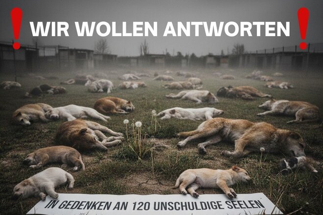 Image of the petition Aufklärung und Konsequenzen nach der Euthanasie von 120 Hunden im Kanton Solothurn (Schweiz)