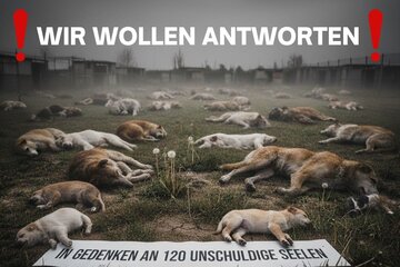 Image de la pétition Aufklärung und Konsequenzen nach der Euthanasie von 120 Hunden im Kanton Solothurn (Schweiz)