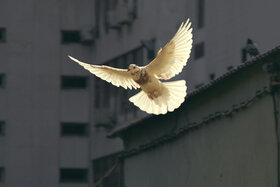 Зображення петиції: Aufruf zu Frieden und Abrüstung