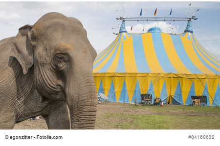 Bild der Petition: Auftrittsverbot für Zirkusbetriebe mit Wildtieren in der Stadt Zwickau