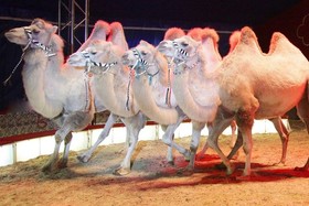 Bild der Petition: Auftrittsverbot von Zirkussen mit Tieren in Neckarsulm