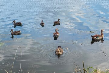 Image of the petition Ausnahmsloses Abschussverbot für Nilgänse während der Brut- und Schonzeit in Trier und RLP!